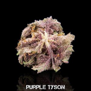 PURPLE  TYSON